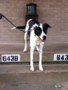 collie pointer cross