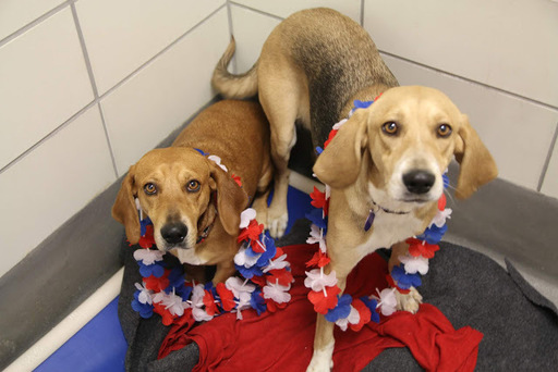 Photo Credit: SPCA of Texas Staff