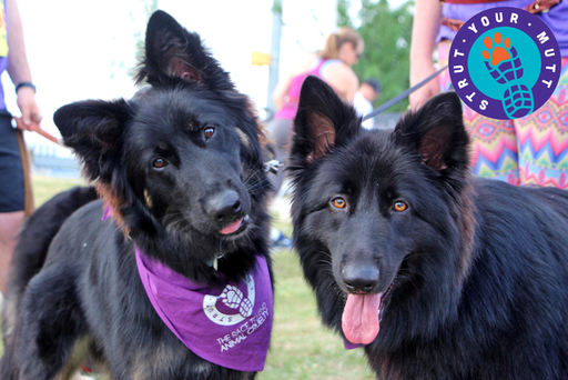 Strut Your Mutt, The Race to End Animal Cruelty
