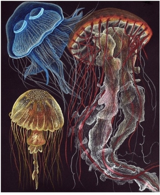 Jellyfish, Crissy Williamson.jpg