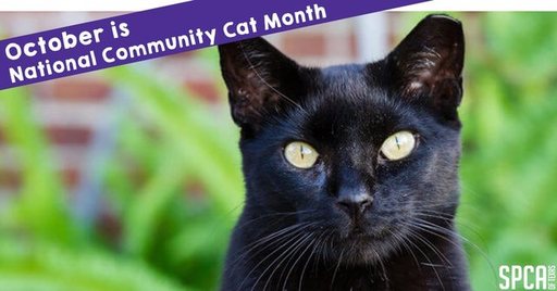 Community Cat Month