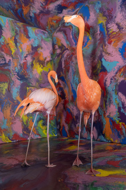 Caribbean flamingos Aruba and Bermuda.jpg