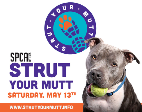Come Out To SPCA of Texas Strut Your Mutt.jpg