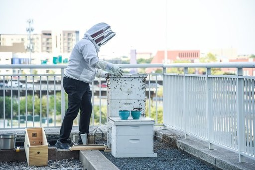 Beehives at Sheraton Dallas Hotel.jpg