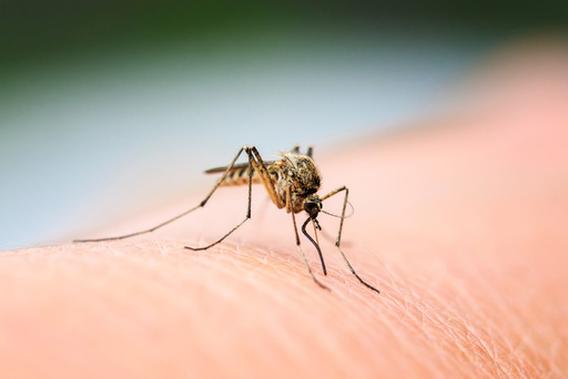 PHOTO Mosquito - 3 (1).jpeg